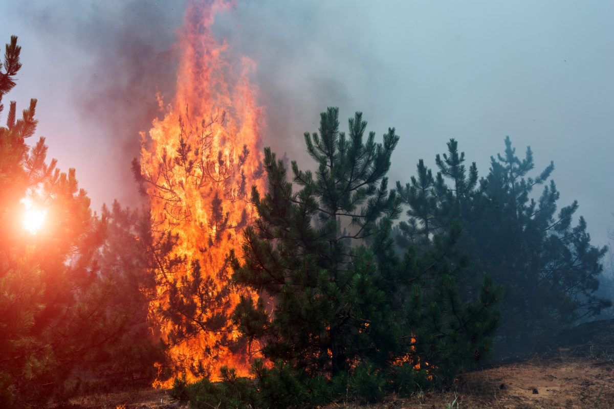 forest-fire-burning-smoke-woods
