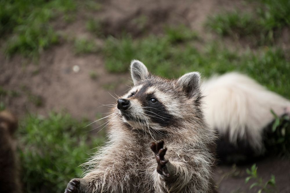 A raccoon holding up one paw