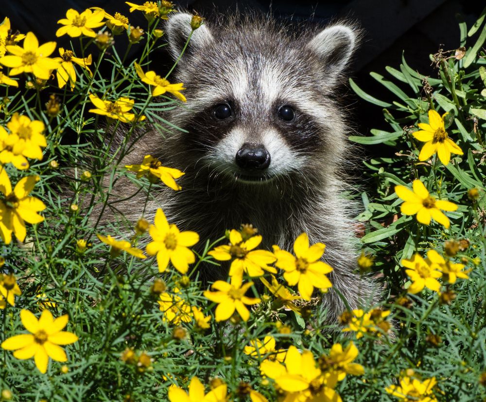 A raccoon in the middle of yellow flowers