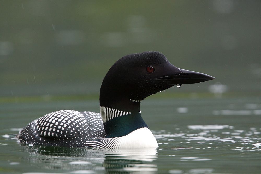 A common loon with water dripping off its bill
