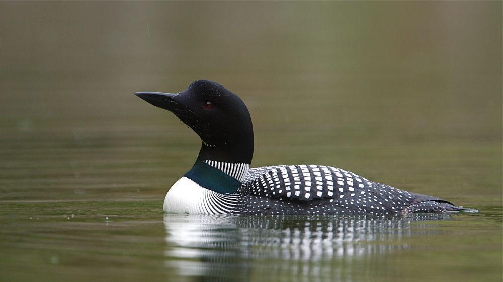 A common loon floats on the water