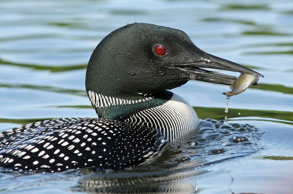 A close-up of a loon holding a fish in its beak