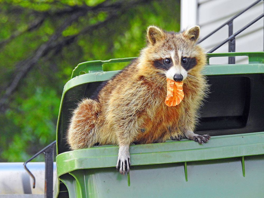 A raccoon in a green bin
