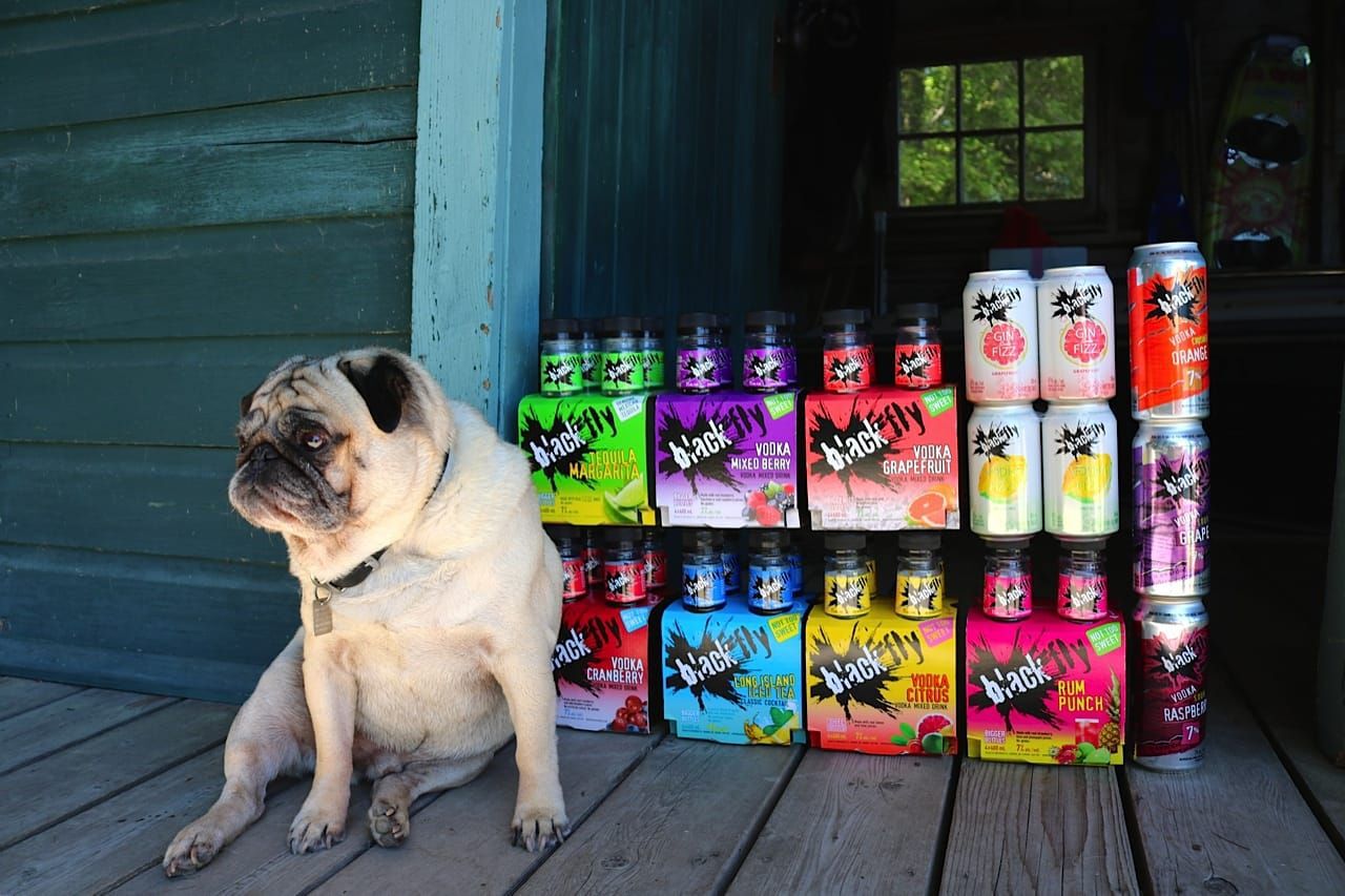 A pug sits in front of a display of Black Fly bottles and cans