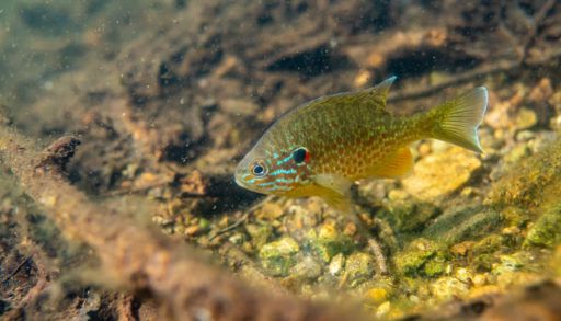 Pumpkinseed-fish-in-Northern-Quebec