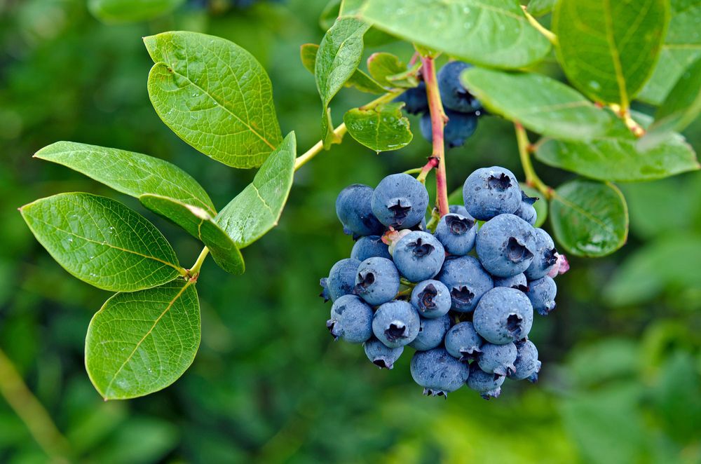 A bunch of blueberries on a bush