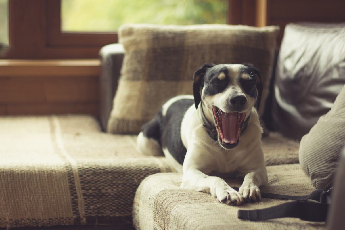 dog-yawning-in-a-cabin