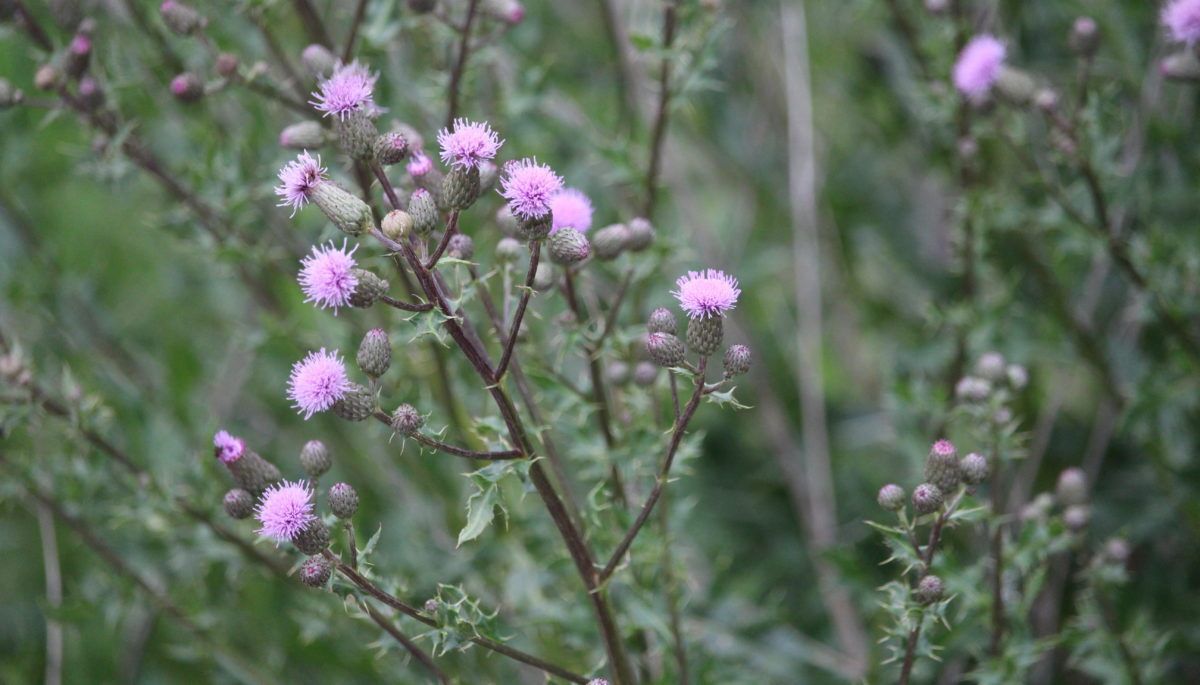 Canada-thistle