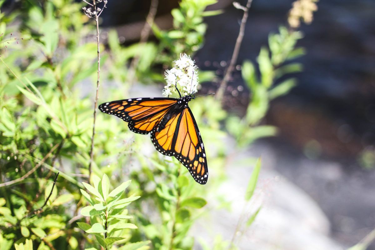 A monarch butterfly rests on a plant