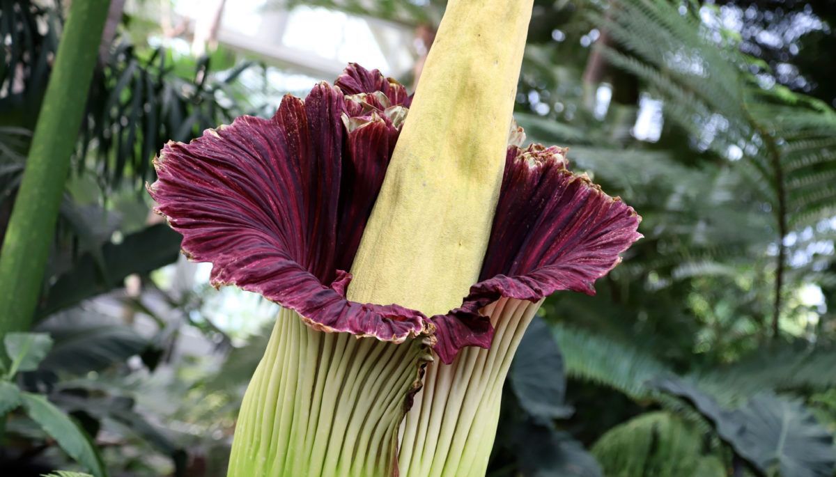 A corpse flower in New York