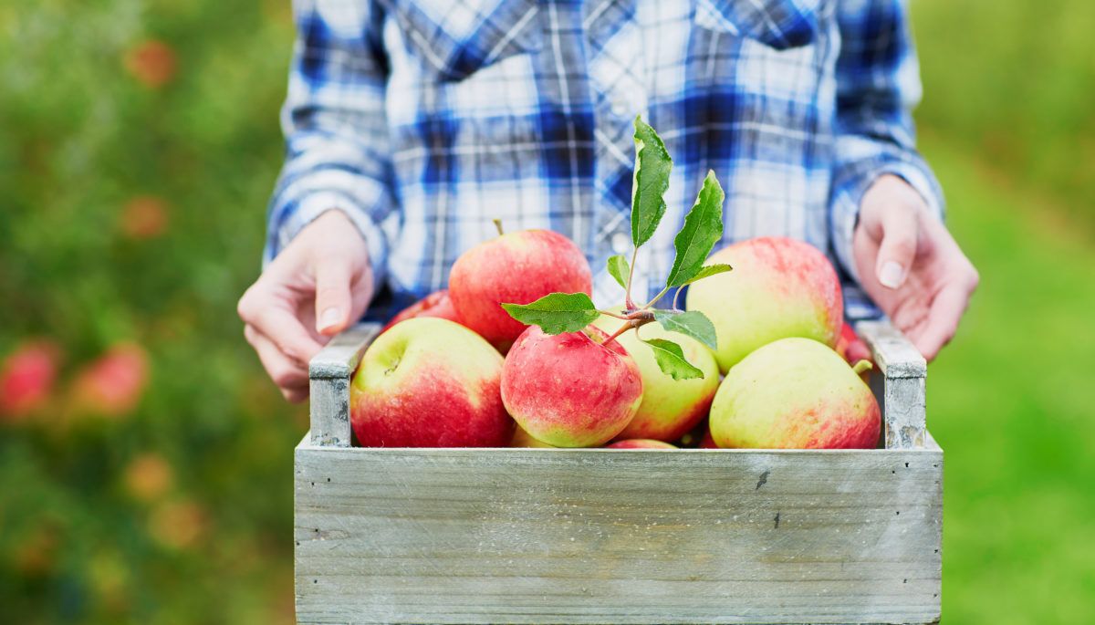 Woman picking ripe organic apples in wooden crate in orchard or on farm on a fall day