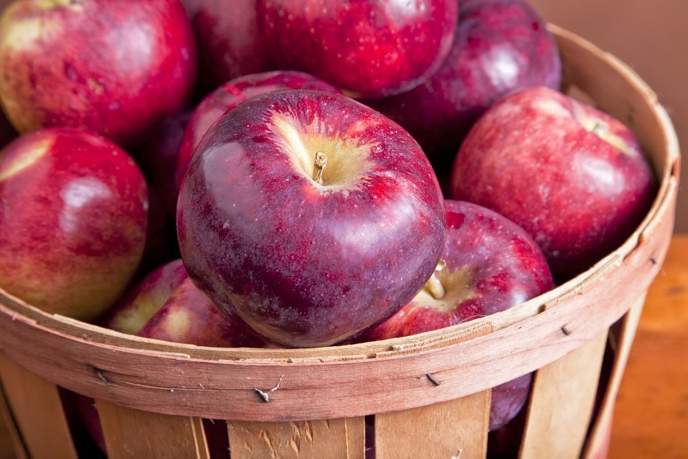 Red apples in a bushel basket