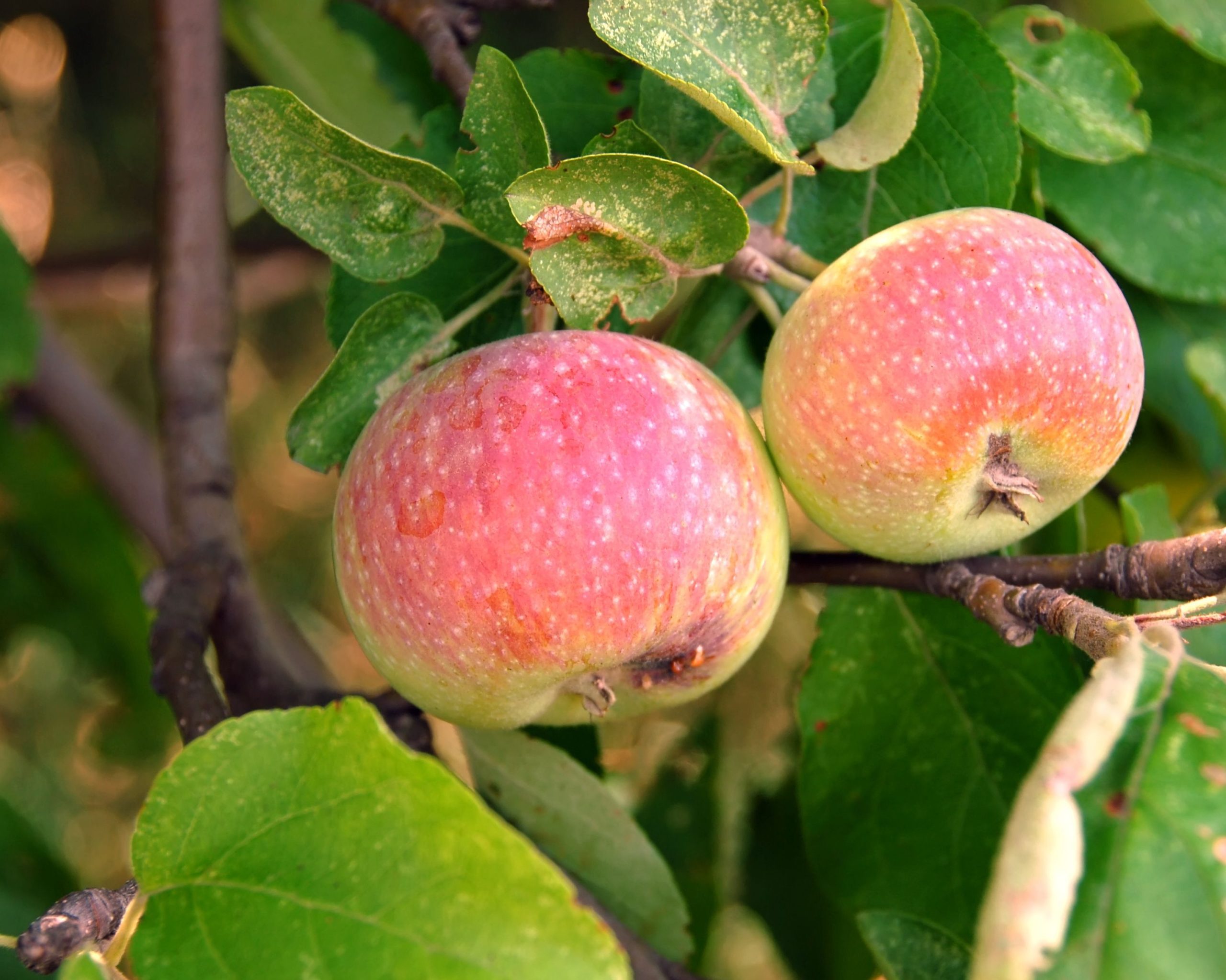Red-green apples hanging on a tree
