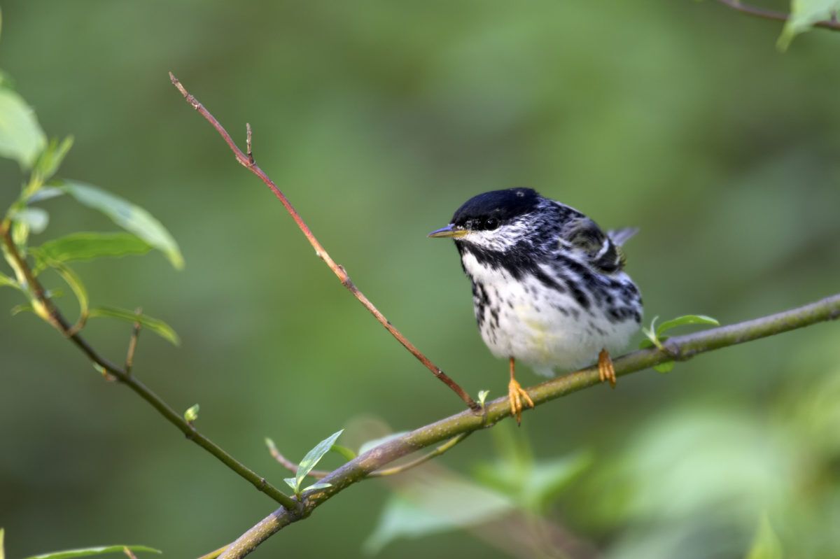 Blackpoll warbler perched on a branch