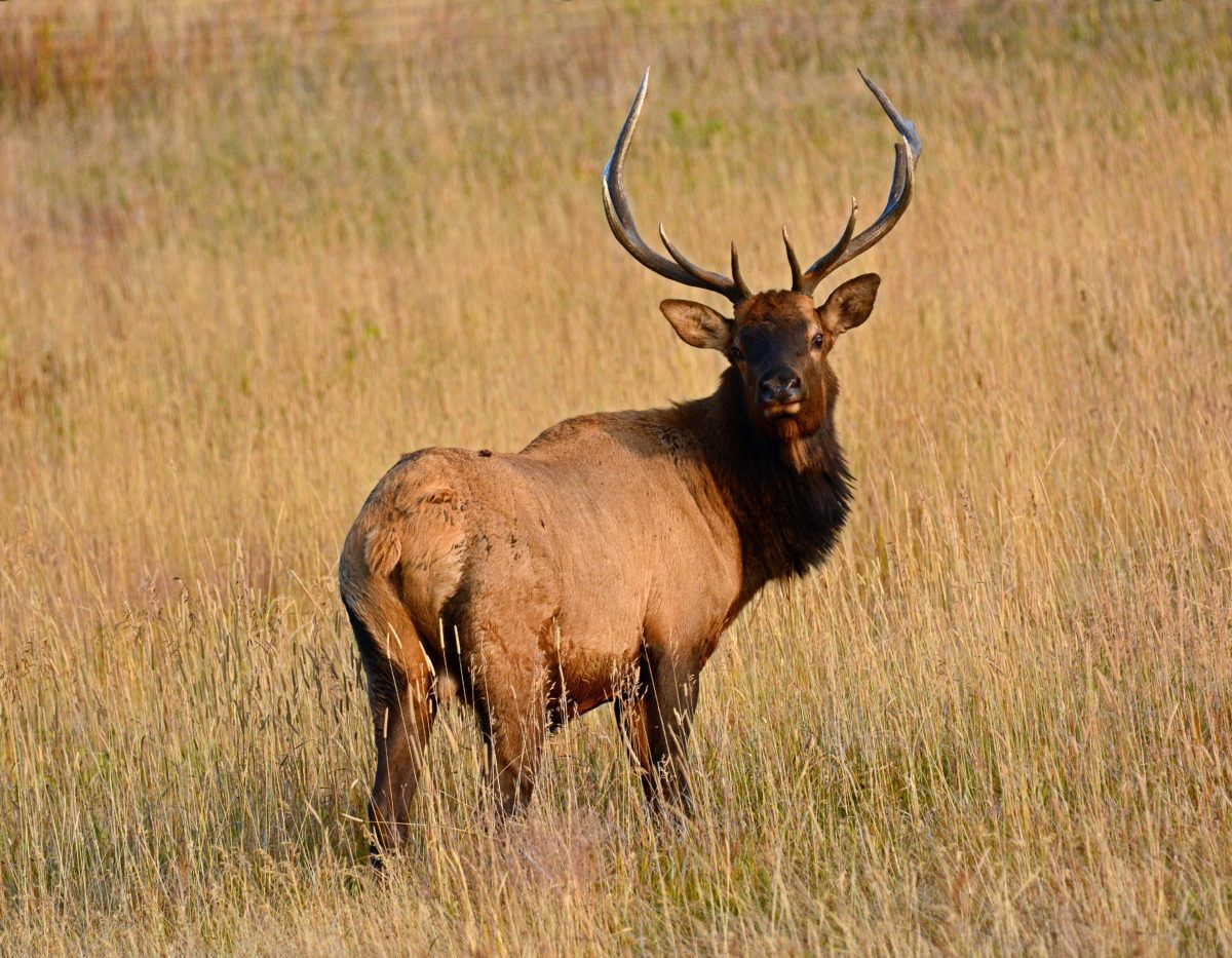 A-bull-elk-in-a-grassy-plain-in-autumn