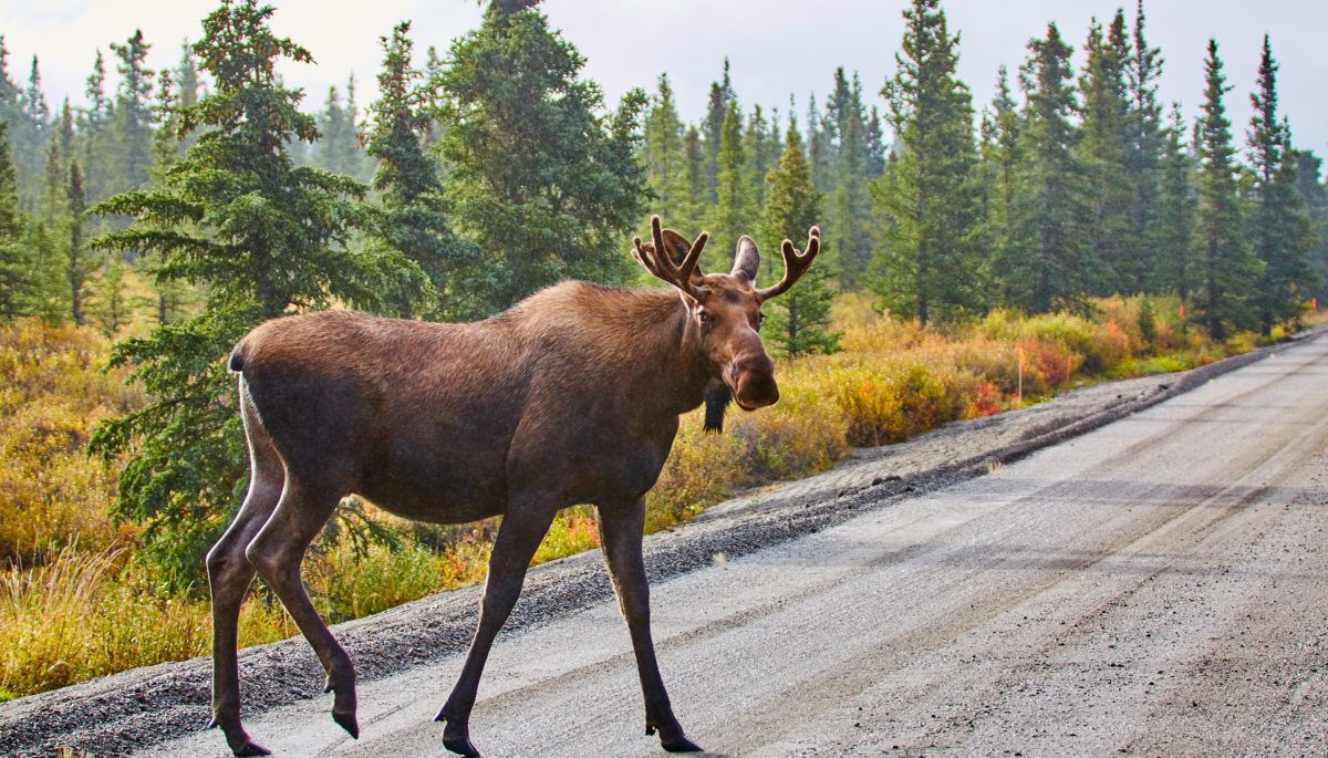 A bull moose crosses the road