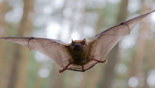 Flying Bat in Forest
