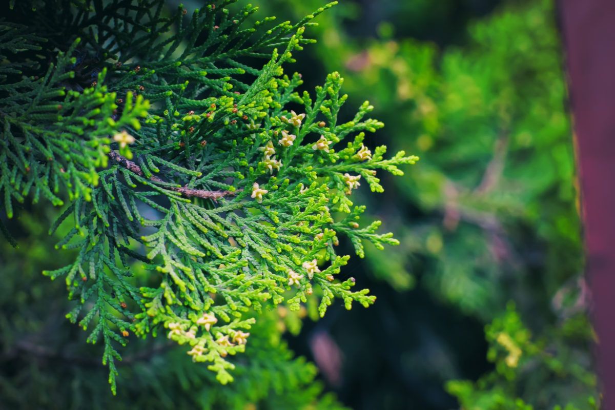 Cedar leaves