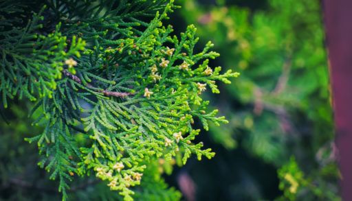 Cedar leaves