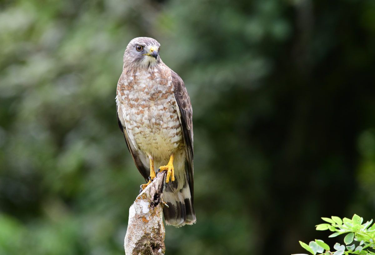 A-broad-winged-hawk-perches-on-a-fence-post