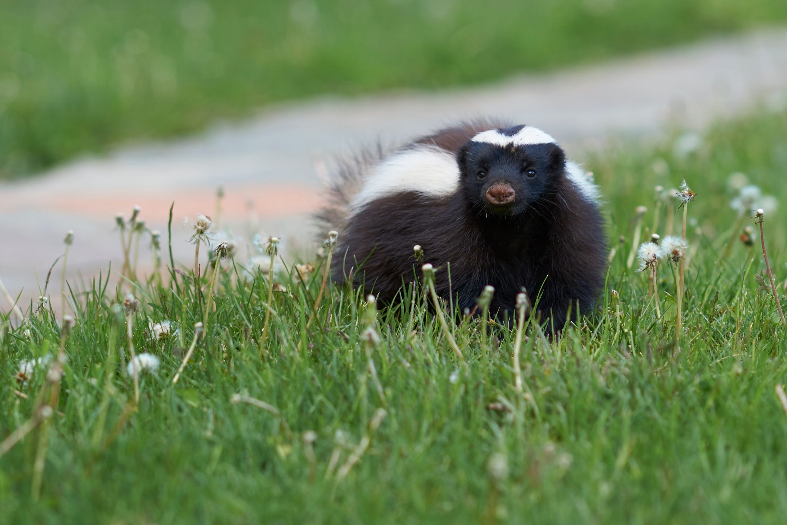 skunk-looking-out-on-grass