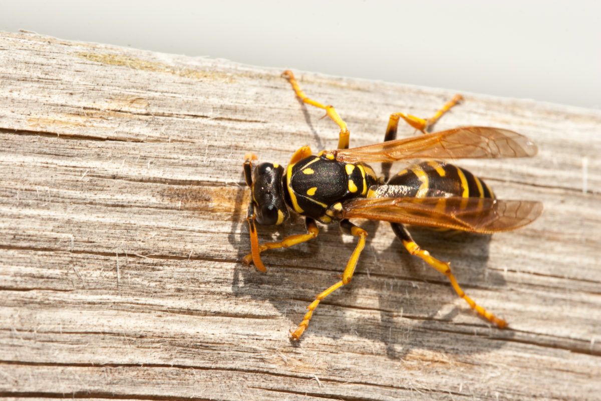 yellow-jacket-on-wood-background