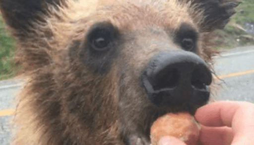 a-bear-being-fed-tim-hortons-timbit-in-BC