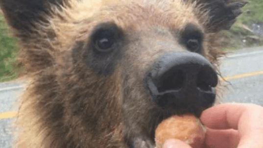 a-bear-being-fed-tim-hortons-timbit-in-BC