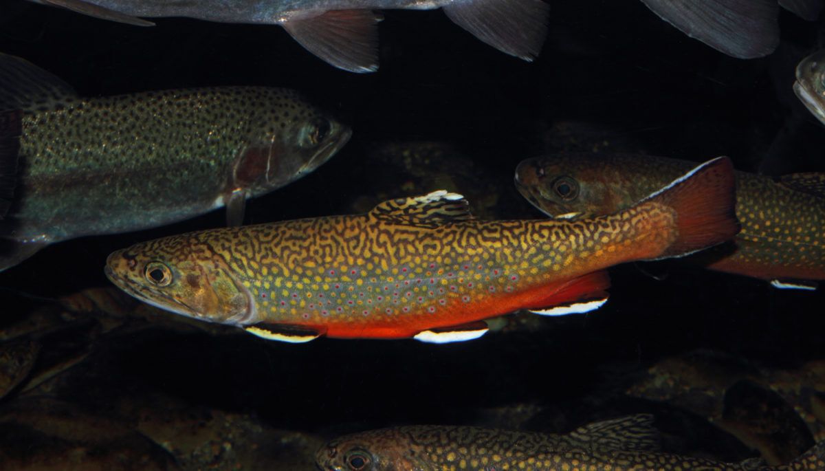 A-colourful-brook-trout-swims-among-other-fish