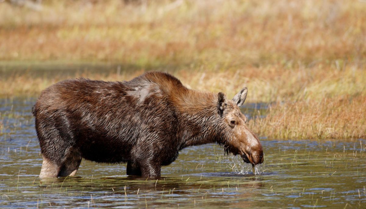 A moose with hair loss