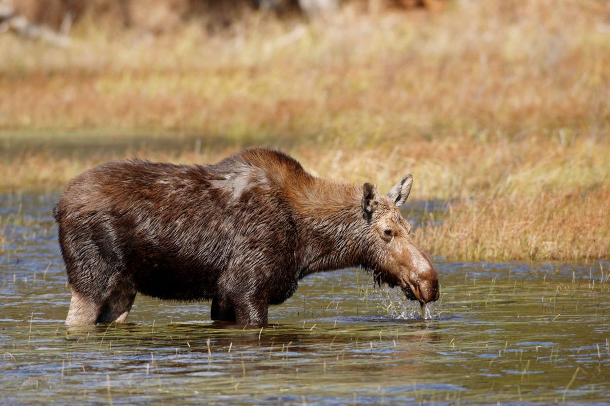 A moose with hair loss