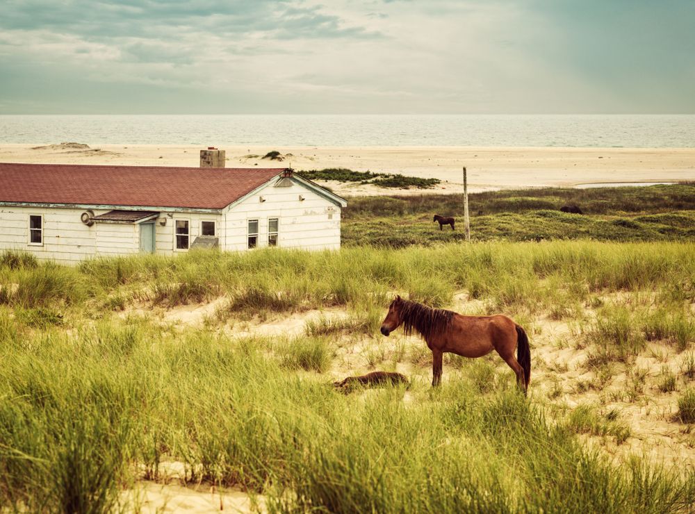 A horse stands by an abandoned house