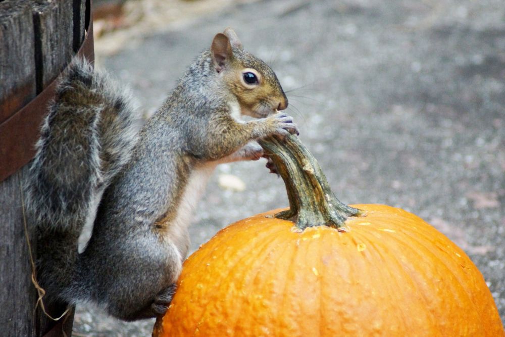 A squirrel grabs the stem of a pumpkin