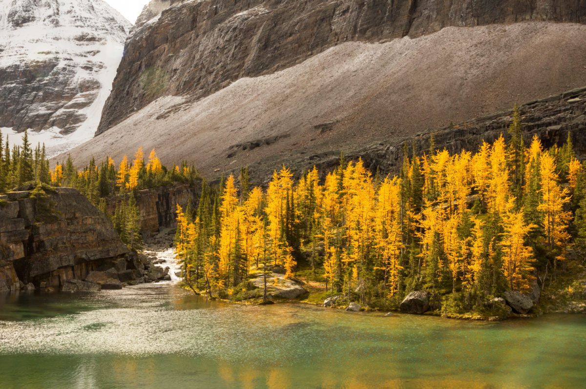A-stand-of-golden-yellow-tamaracks-in-Yoho-National-Park-BC