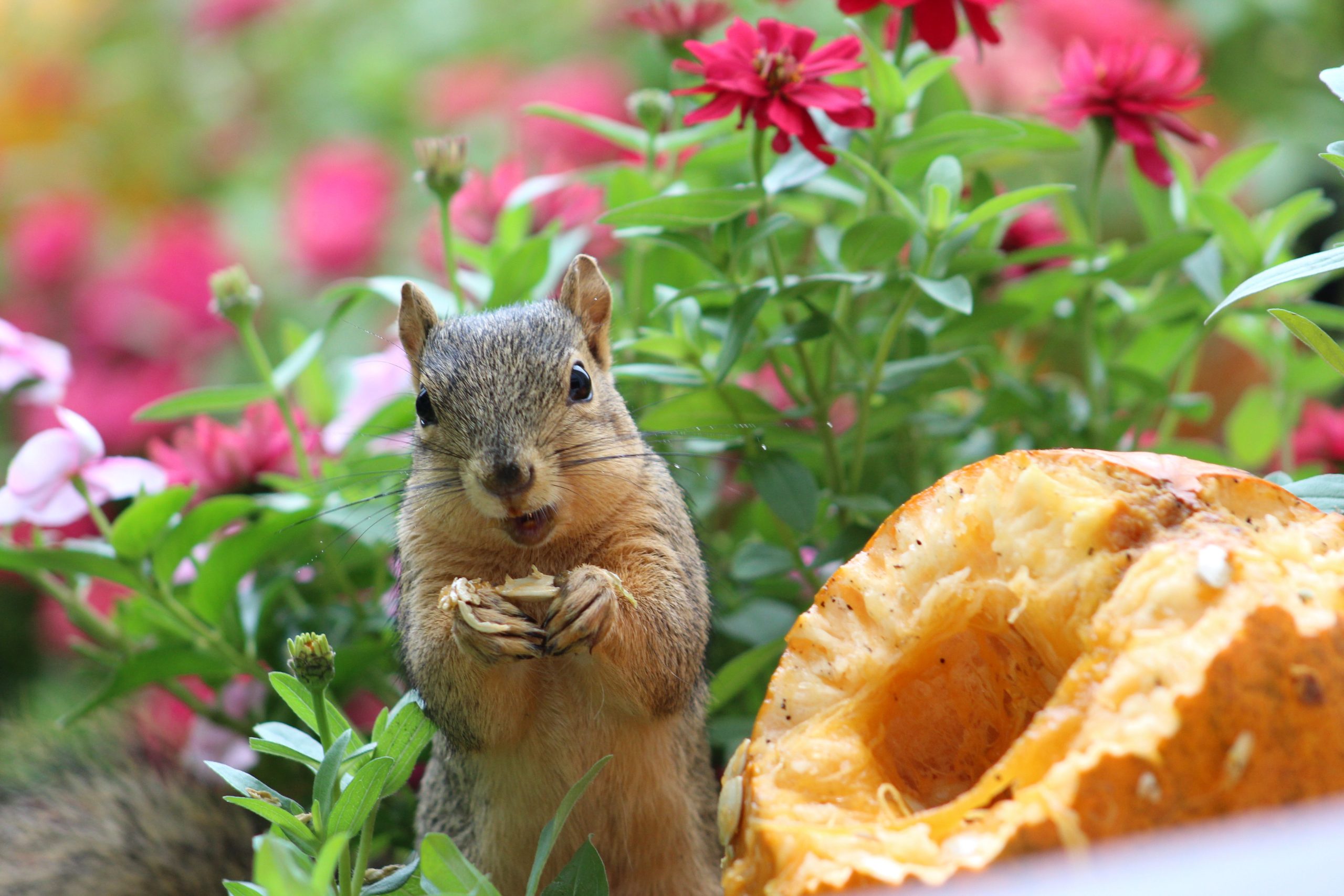 A squirrel is surrounded by flowers eating a pumpkin