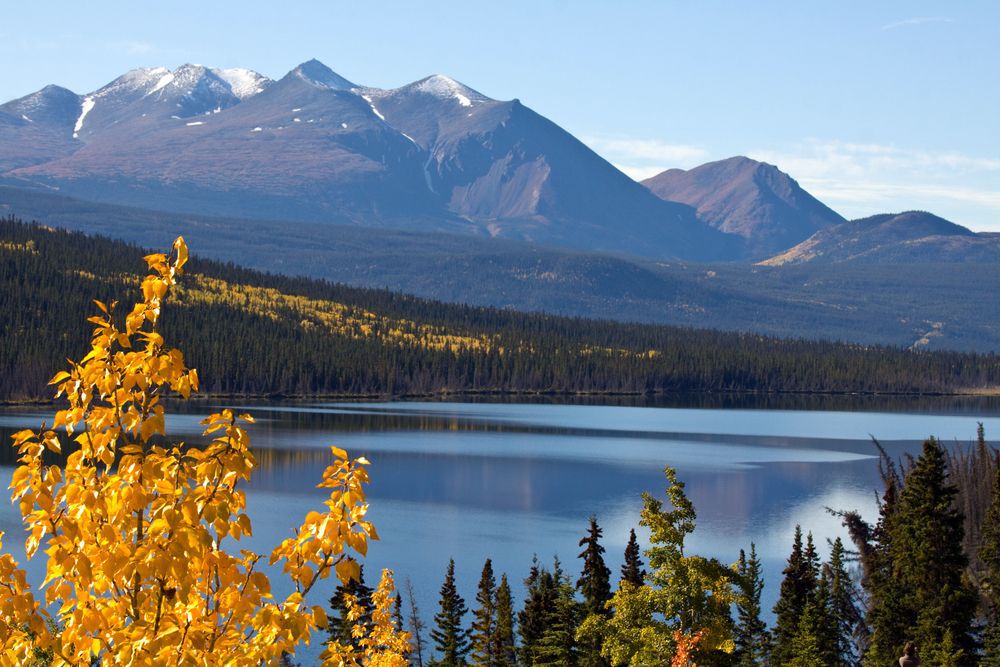 Golden leaves in front of a mountain