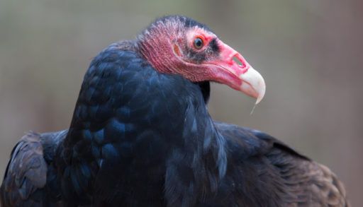 A-close-up-portrait-of-a-red-headed-turkey-vulture