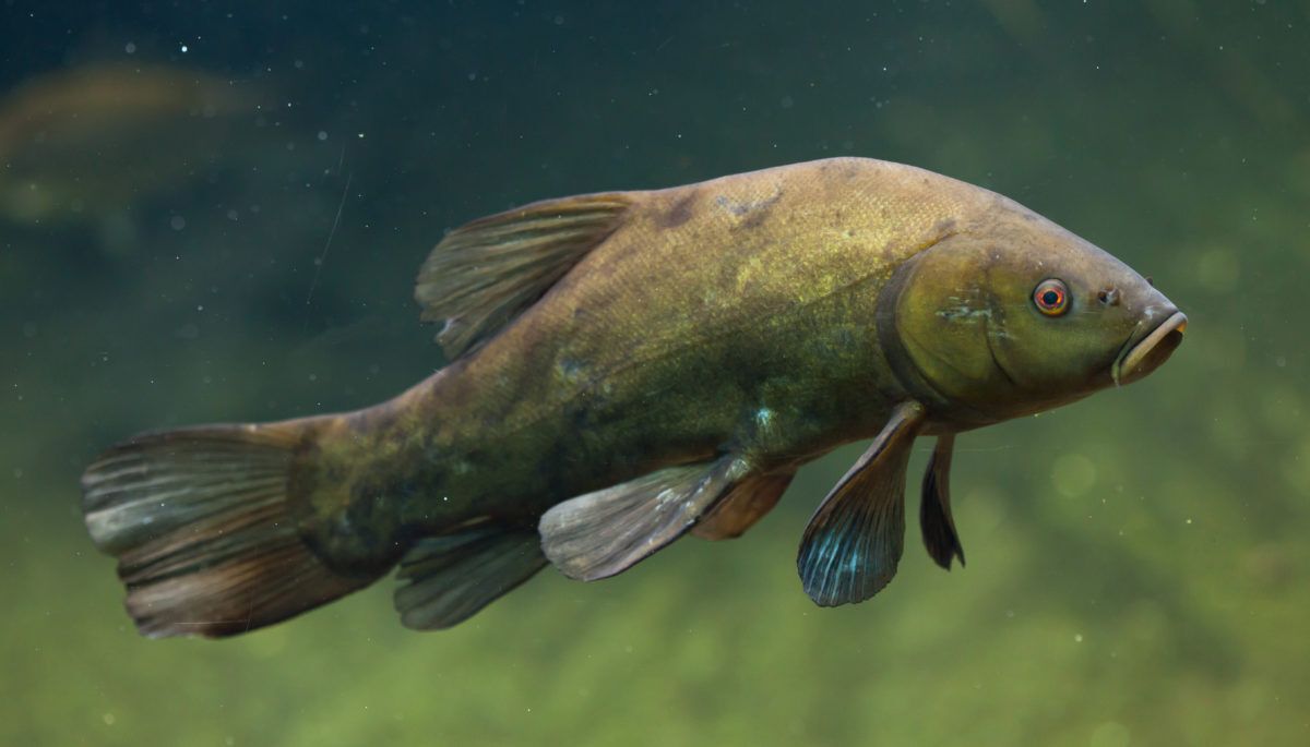 A Eurasian tench swimming in green-hued water