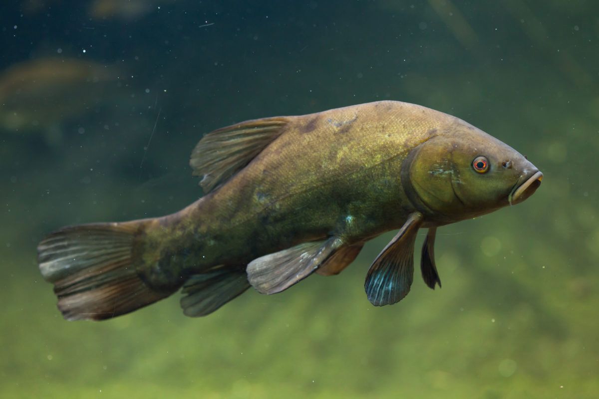 A Eurasian tench swimming in green-hued water