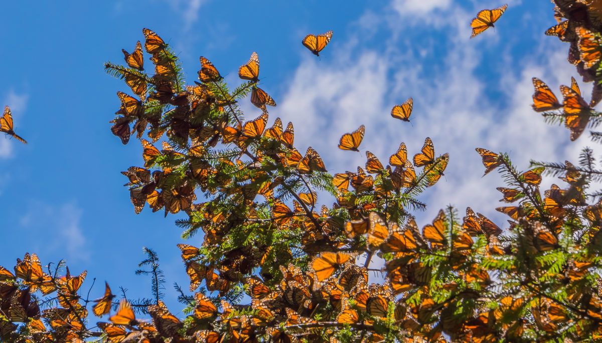 Monarch butterflies in a tree in Michoacan, Mexico, with a blue sky background