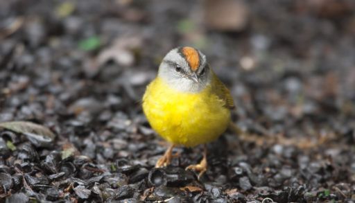 A russet-crowned Warbler (Basileuterus coronatus elatus), one of the birds with a steep decline in population at the top of the Peruvian Andes.