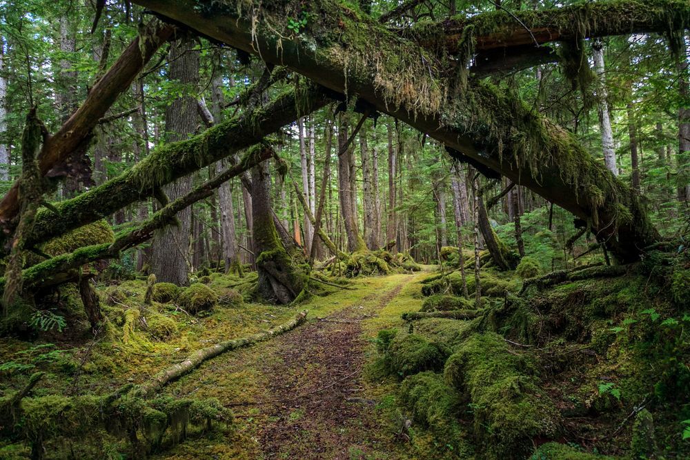 View of path through mossy forest