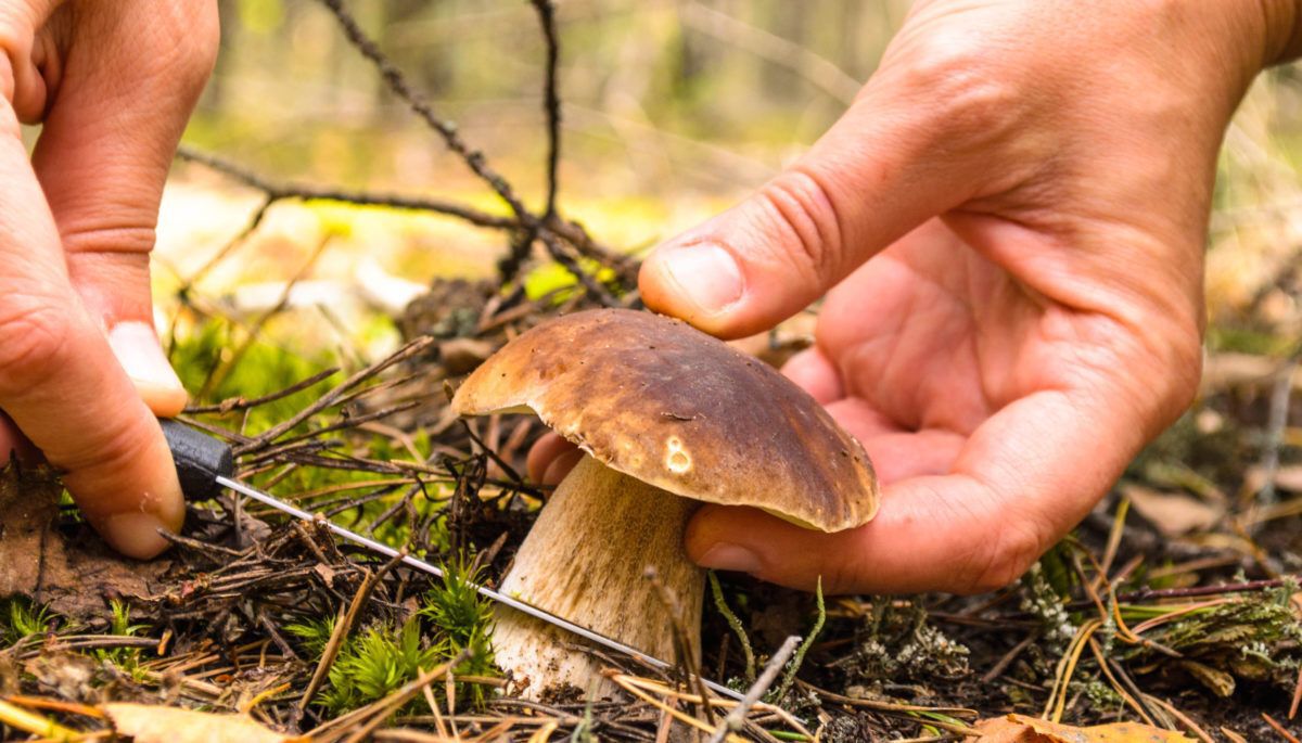 Hands hold a knife and cut off the button of a mushroom growing out of the ground