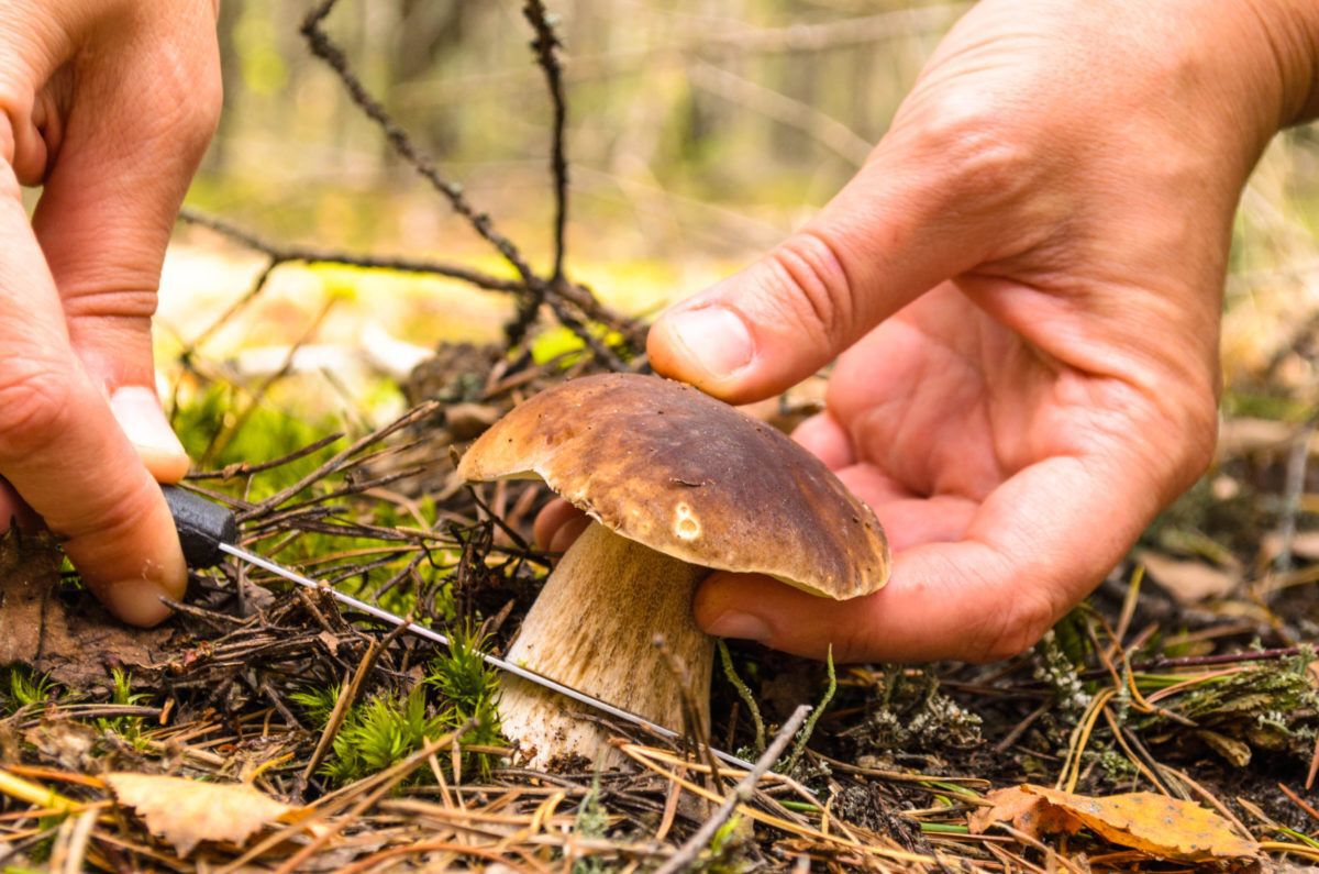 Hands hold a knife and cut off the button of a mushroom growing out of the ground