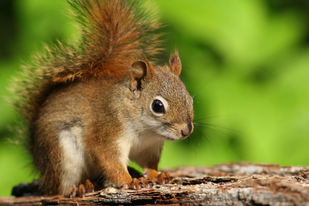 A-red-squirrel-sits-on-a-branch-against-a-green-background