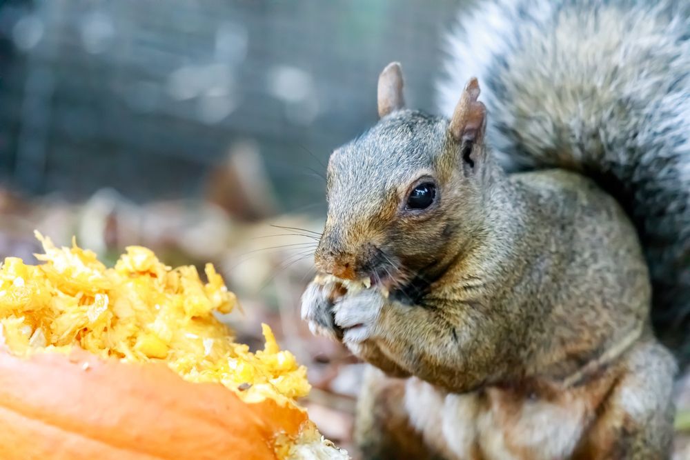 A squirrel eats a pumpkin