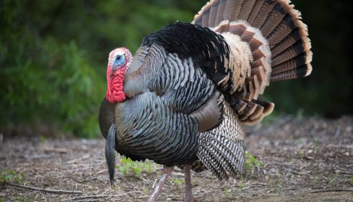 A-male-wild-turkey-with-a-red-wattle-struts-for-females