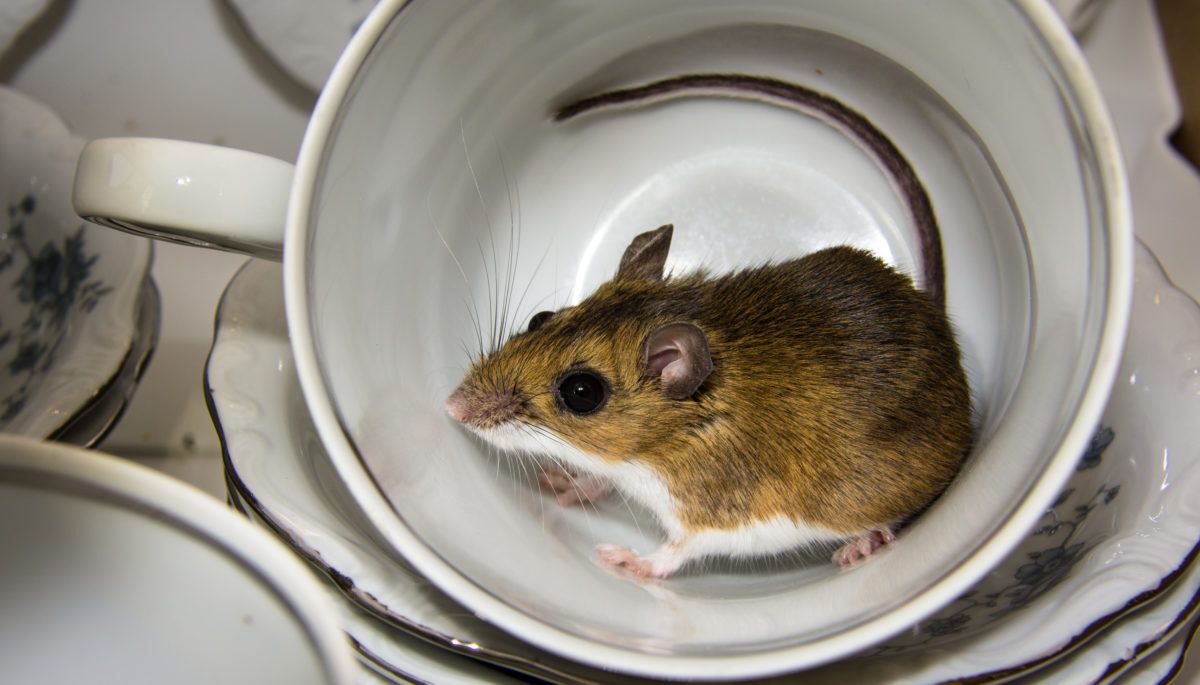 Side view of a house mouse inside of a porcelain cup in a kitchen cabinet. Stacks of blue and white china can be seen in the background.
