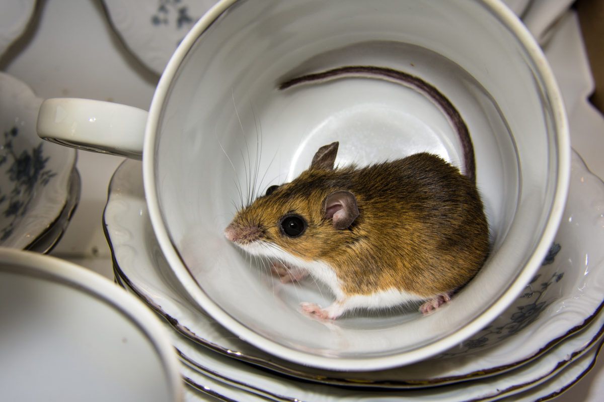 Side view of a house mouse inside of a porcelain cup in a kitchen cabinet. Stacks of blue and white china can be seen in the background.