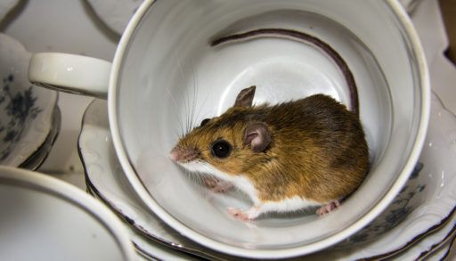 Side view of a house mouse inside of a porcelain cup in a kitchen cabinet. Stacks of blue and white china can be seen in the background.